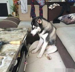 哈士奇海绵爆料视频播放,萌宠搞笑瞬间大盘点  第2张